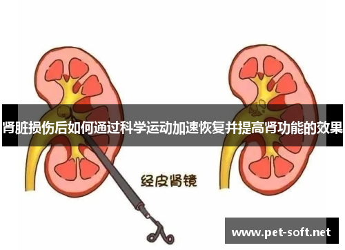 肾脏损伤后如何通过科学运动加速恢复并提高肾功能的效果